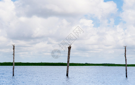 三根木棍上的白鸟对抗夏日天空和Talynoi的风景图片