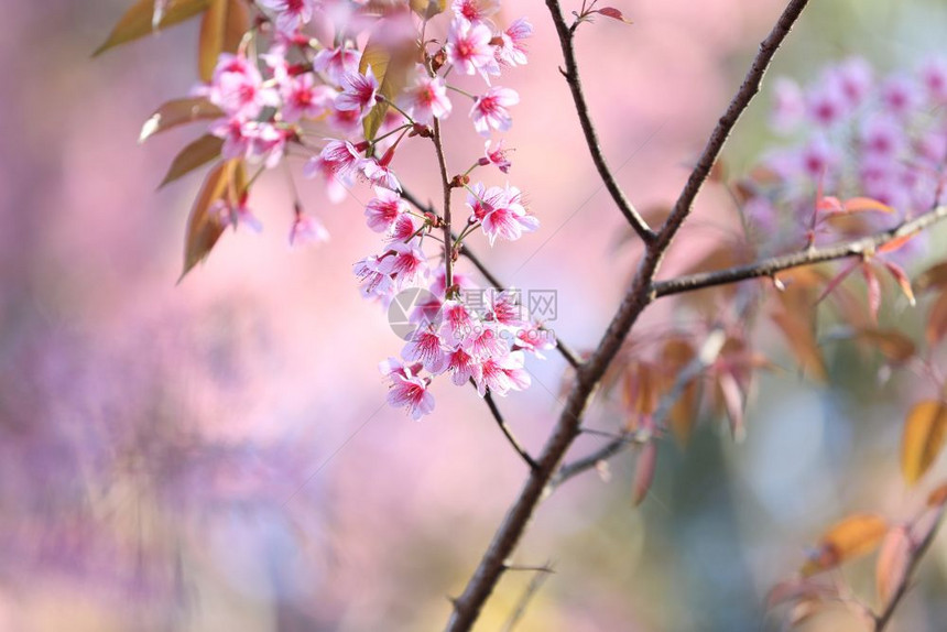 萨库拉樱花图片