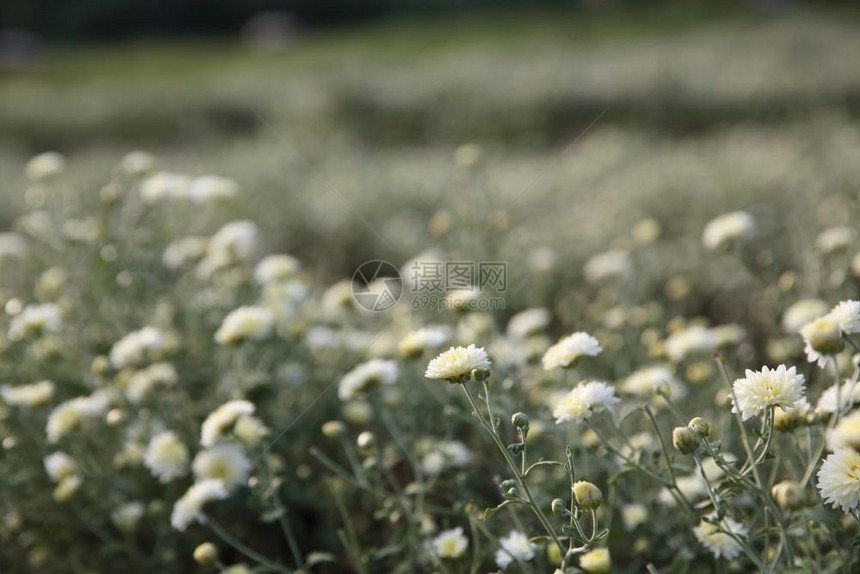 花园中的小白花图片