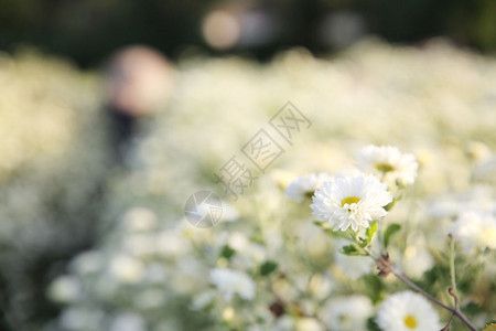 花园中的小白花背景图片