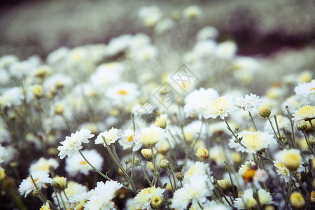 公园中的小白花背景图片