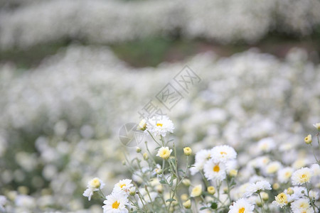 公园中的小白花背景图片