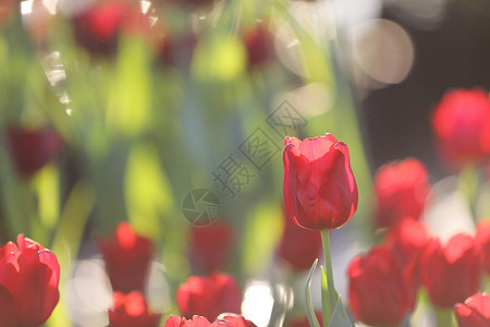 大红色的郁金花背景图片