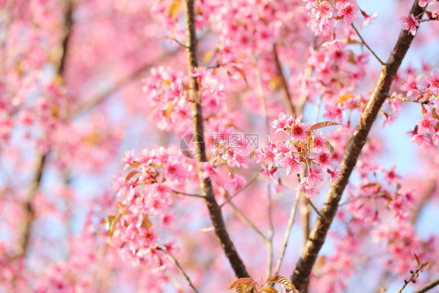 漂亮的粉色樱花图片