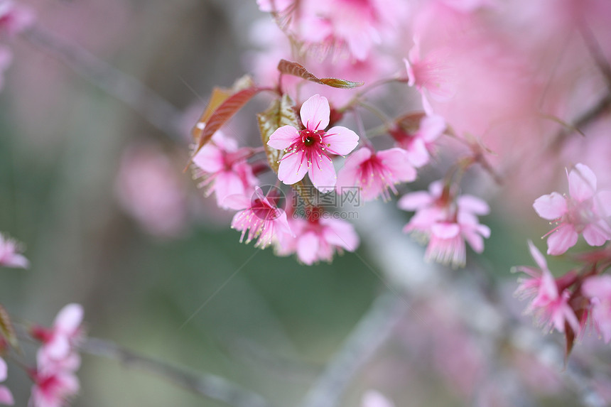 樱花粉红图片