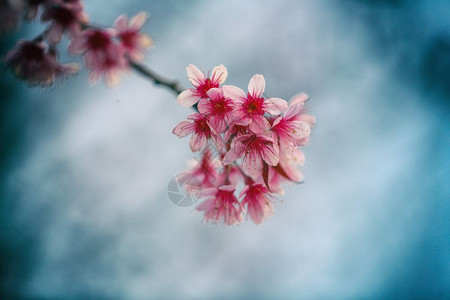 樱花粉红图片