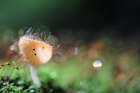 蘑菇上毛毛虫森林里菜豆类真菌背景