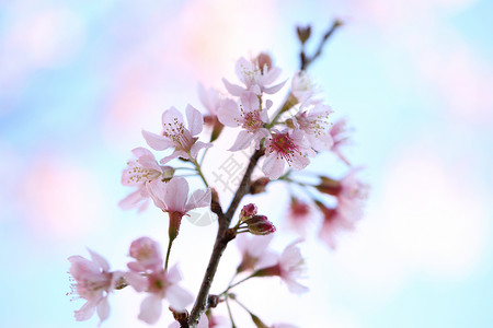 樱花图片