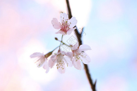 樱花图片