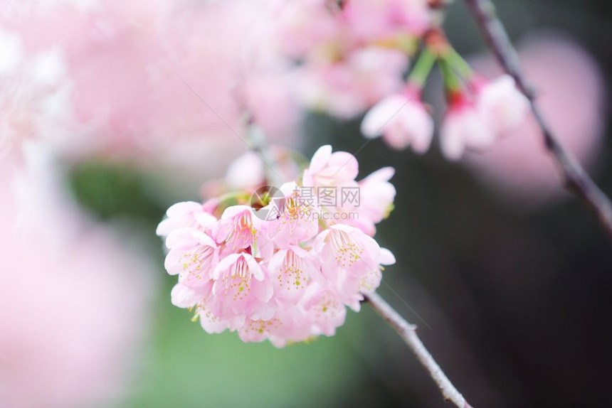 樱花粉红图片