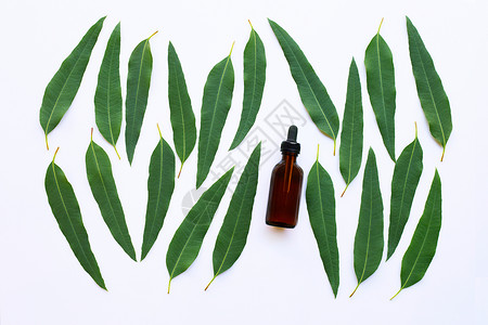 eucalypts含白底叶子的油瓶图片