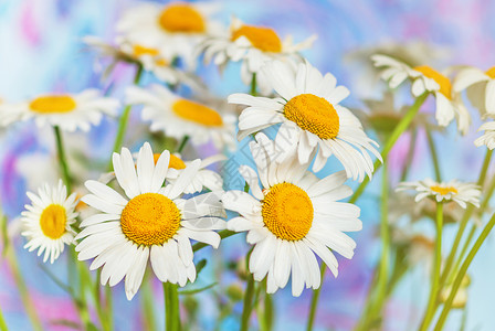 奥克西耶花园花束高清图片