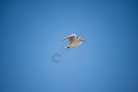 黑头海鸥飞行图片