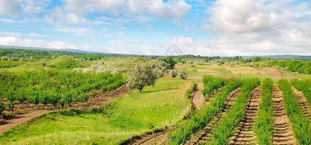 果园绿草地蓝天空农业景观大片照高清图片