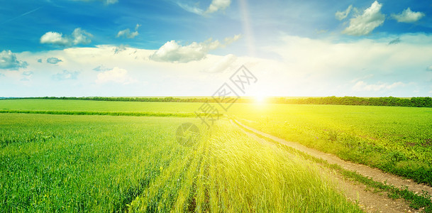 绿色的田野和蓝天空有光云地平线上是明亮的日出农业景观宽广的图片背景图片