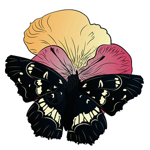 装饰黑色蝴蝶和花朵插图图片