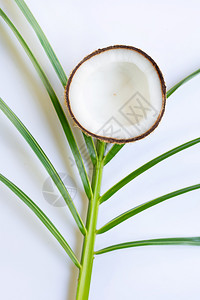 白背景的椰子树叶图片