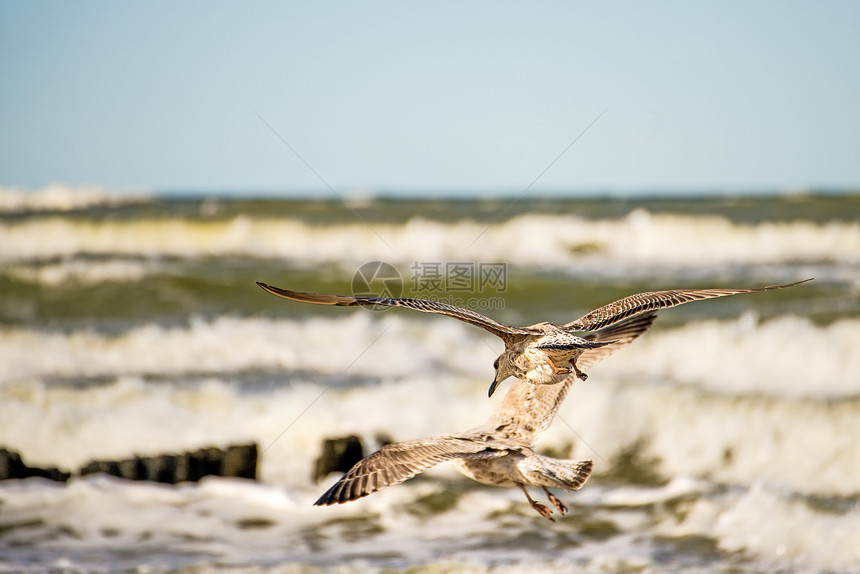 海鸥飞越黄沙滩图片