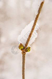 树芽上的雪帽背景图片