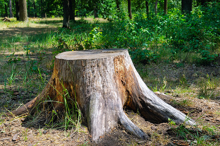 夏日公园的旧树桩背景图片