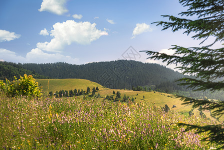 绿林山丘和草原覆盖着喀尔巴阡山脉绿花茂盛蓝天下自然充满欢乐背景图片