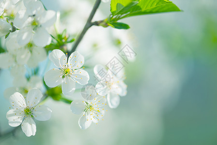 蓝天背景下的白樱花美丽春枝背景图片