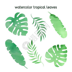 热带树叶插图图片