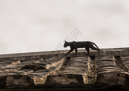 猫屋顶在Xiamen附近的usco遗产地点的Tulo屋顶上跟踪猫在Huanesco世界遗产地点的Tulo屋顶上跟踪猫背景