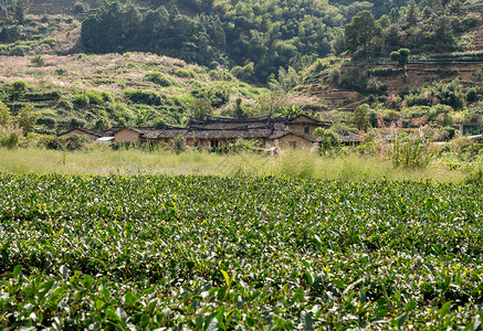 在Xiamen附近的usco遗产地在石屋周围种植茶叶树在Wanuesco世界遗产地Tul外的茶叶树丛背景图片