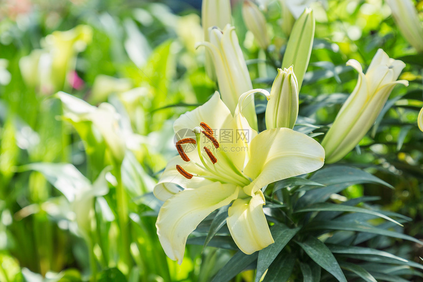 美丽的百合花图片