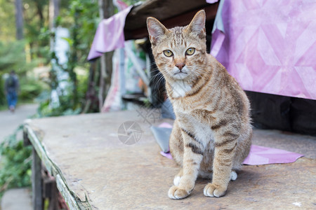 坐在木板上的黄猫看着镜头背景图片