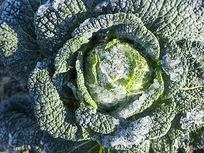 绿甘蓝关闭绿菜卷心在花园里结冰背景