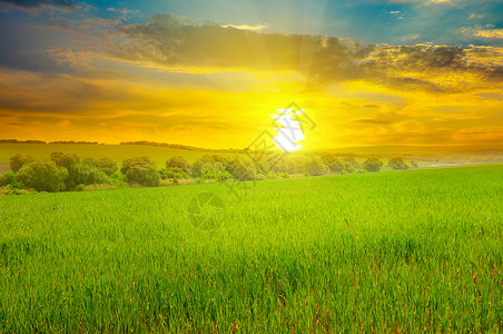 绿色的田野和蓝天空有光云地平线上是明亮的日出农业景观黎明高清图片素材