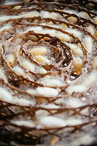 竹巢托盘中近距离拍摄的丝虫作为制塔伊丝织物的原材料高清图片