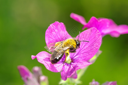 带蜜蜂的紫春花图片