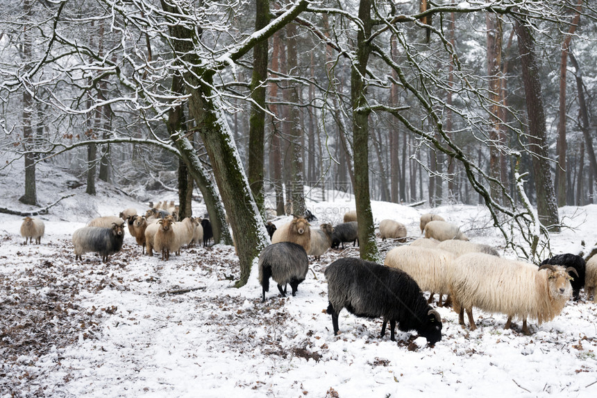 绵羊在雪中冬季林之间在乌特勒支附近图片