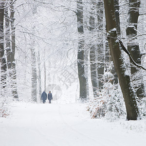 在奥斯特利茨雪林中行走图片