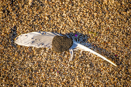 在海滩上的羽毛带石子沙滩上图片