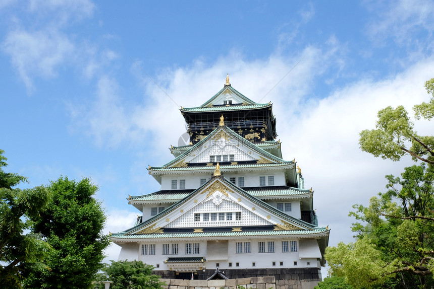 2018年5月9日山羊城堡的日本松树图片