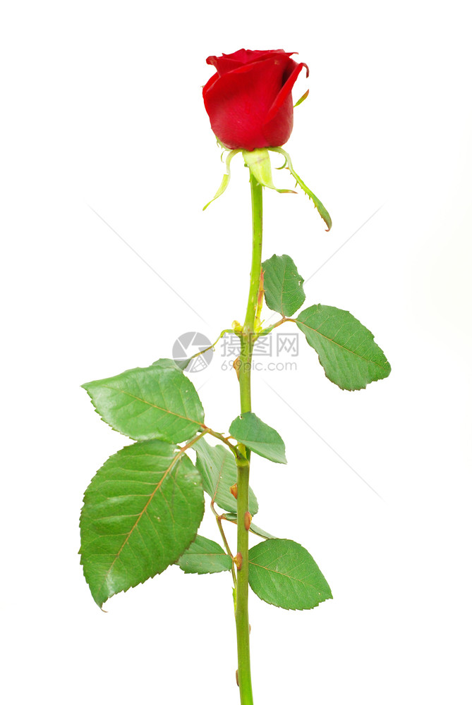 白色背景上孤立的红玫瑰图片