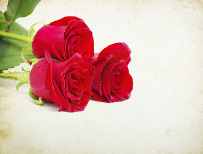 旧本背景的红玫瑰图片