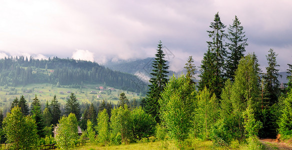 山坡隐形树和夜空云层位置是喀尔巴阡乌黑欧洲生态保护概念背景图片