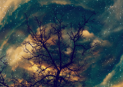 星光璀璨下的树木图片