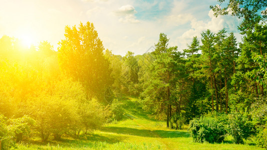 天然森林树木草原和人行道夏天在蓝有明亮的太阳宽阔照片图片