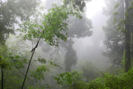 雾森林景观图片