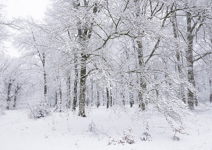 在奥斯特利茨和雪中覆盖的乌斯泰利茨附近在乌斯特利茨和被雪覆盖的乌特利什附近在乌斯特利茨和什附近在乌特勒支的豪林中背景图片