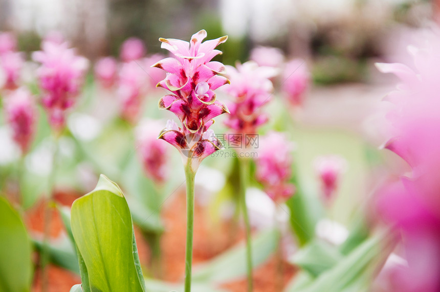 粉红色颜的郁金香花夏天的郁金香棕色白叶图片