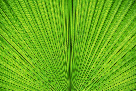 绿色棕榈叶纹理的抽象背景自然壁纸和背景图片