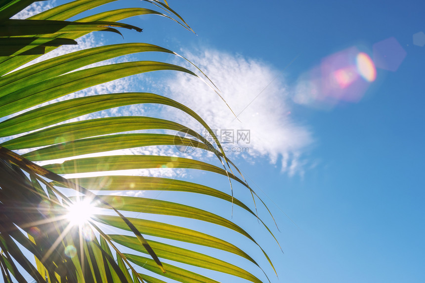 天然夏季背景概念绿棕榈叶背面有太阳束和蓝天空旅行背景图片添加文字信息设计艺术工作背景图片