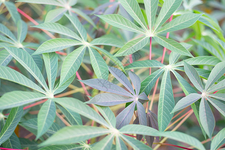 木薯或田热带粮食植物图片